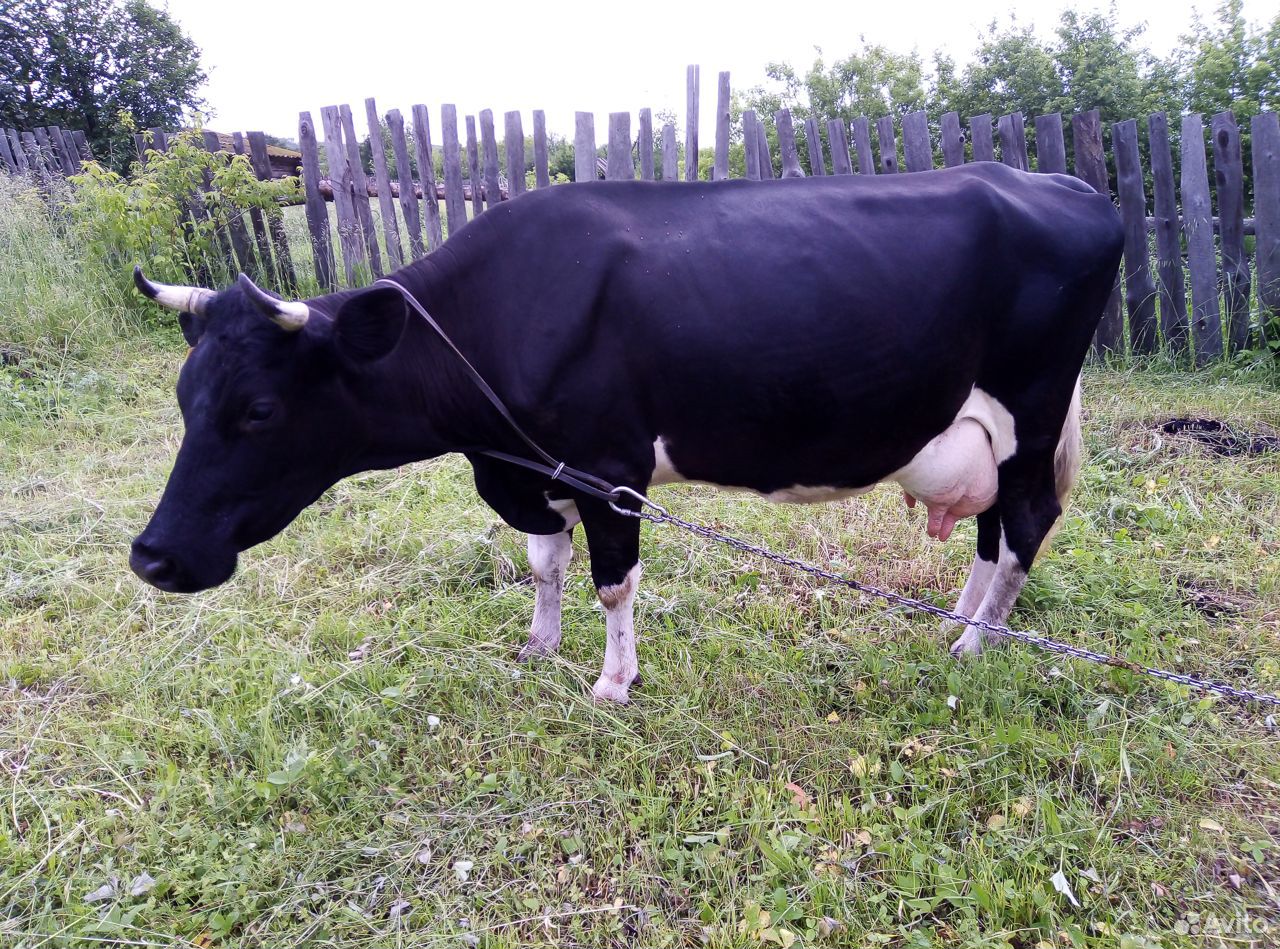 Продаётся корова купить на Зозу.ру - фотография № 8