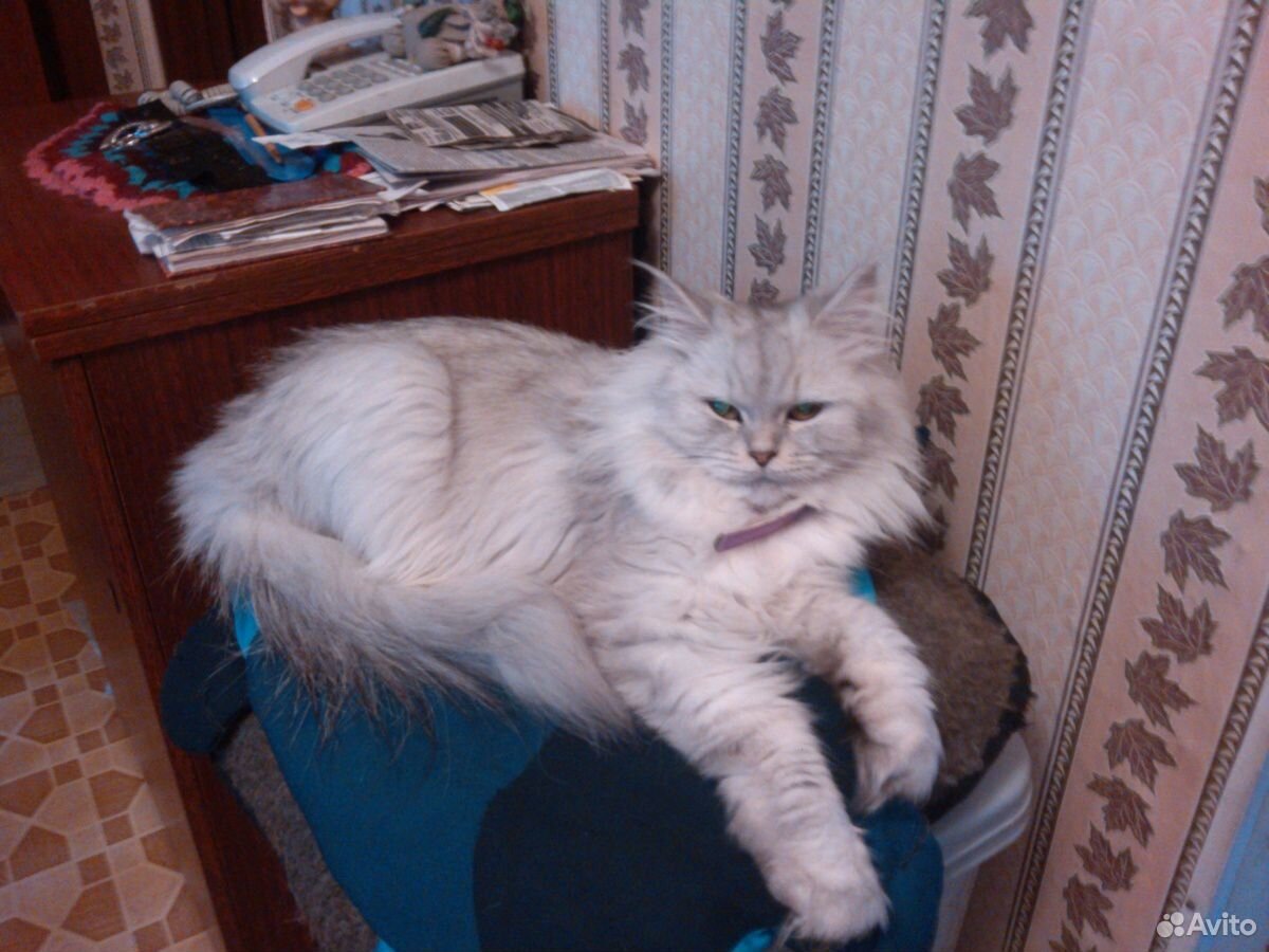 Сибирская кошка купить на Зозу.ру - фотография № 2