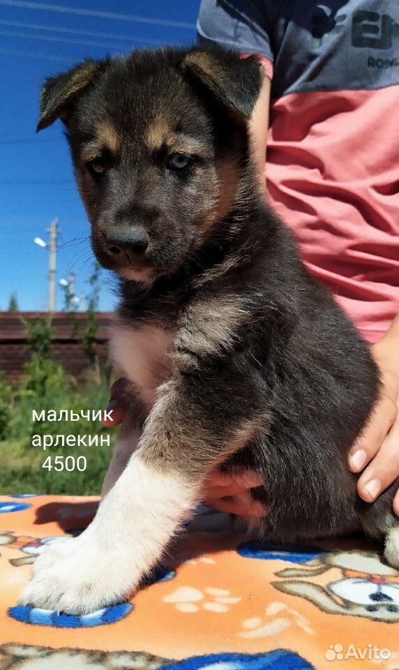 Самые добрые собаки купить на Зозу.ру - фотография № 6