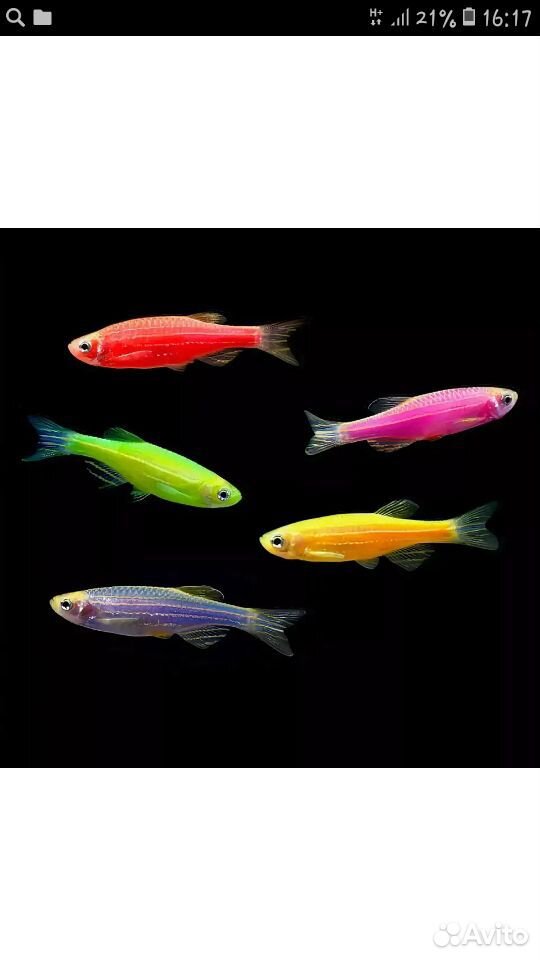 Рыбка данио разные цвета купить на Зозу.ру - фотография № 1