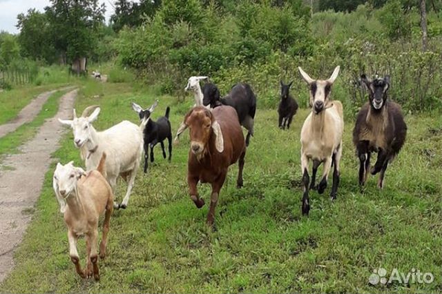 Англо-нубийские козы стадо купить на Зозу.ру - фотография № 1