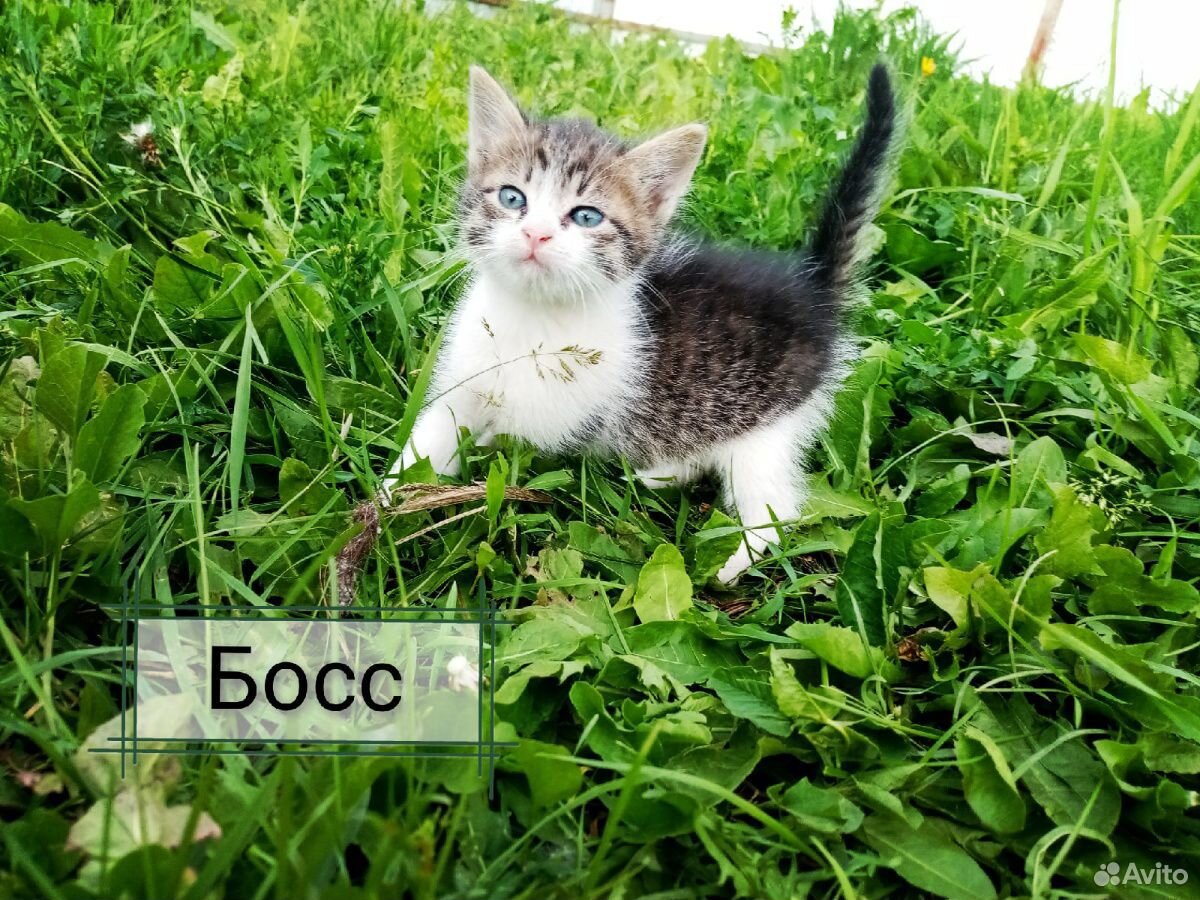 Котята в поисках дома купить на Зозу.ру - фотография № 4