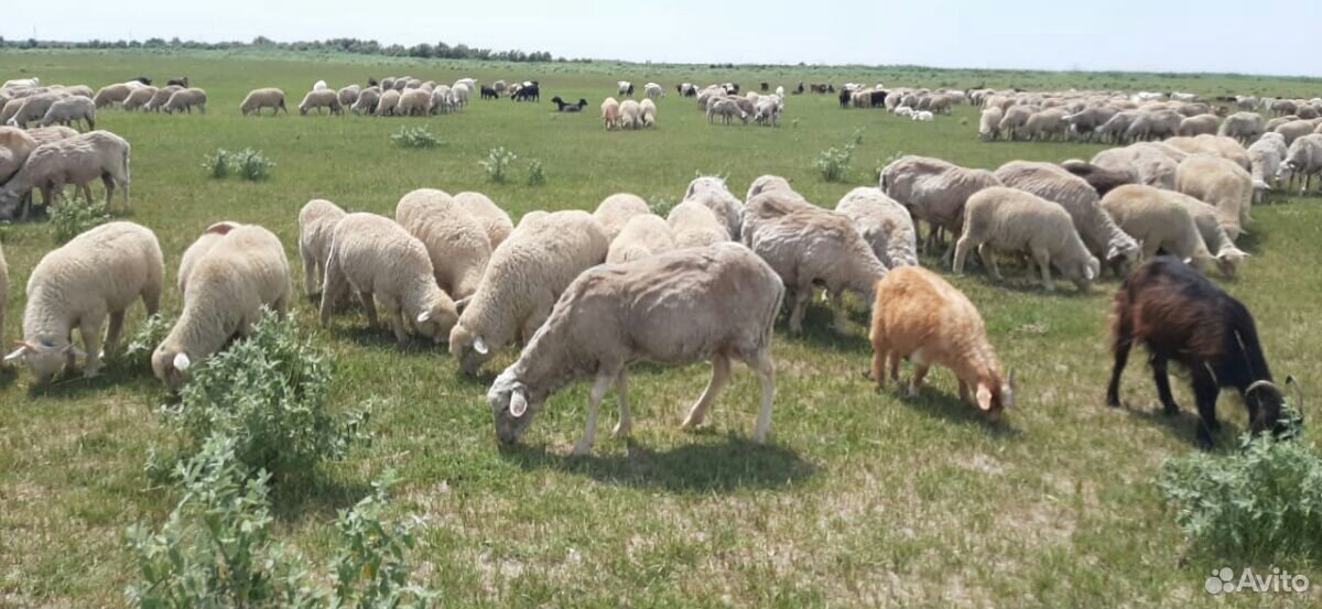 Овцы с зимними ягнятами купить на Зозу.ру - фотография № 2