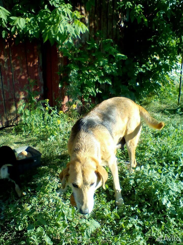 Охотничья собака с щенками купить на Зозу.ру - фотография № 1
