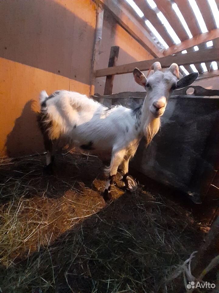 Спочно продам двух высоко удойных коз купить на Зозу.ру - фотография № 1