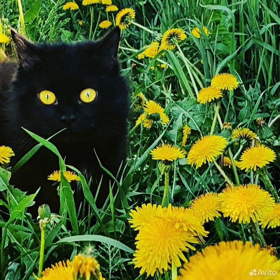 Сладкие, пушистые котята для счастья, радости и на купить на Зозу.ру - фотография № 7
