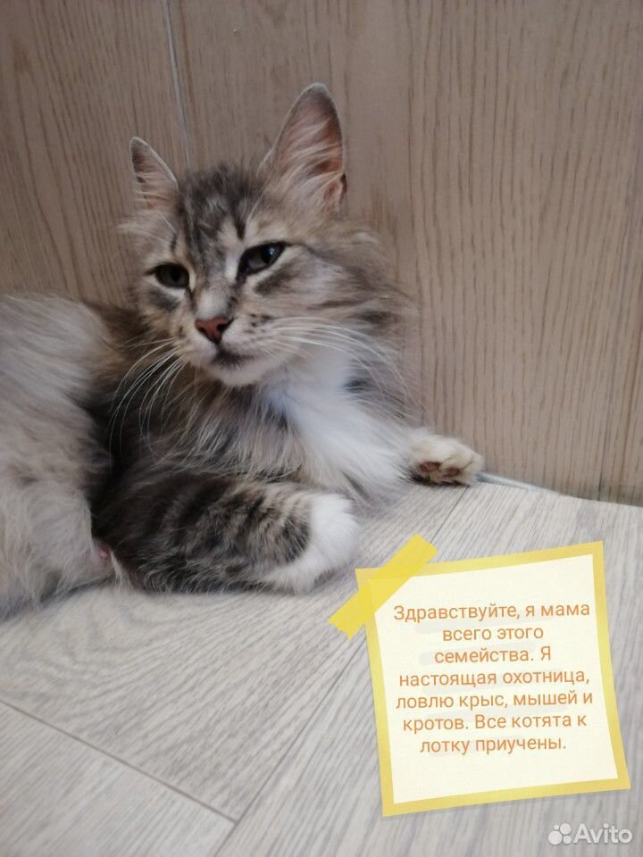 Милые котята в добрые руки купить на Зозу.ру - фотография № 6