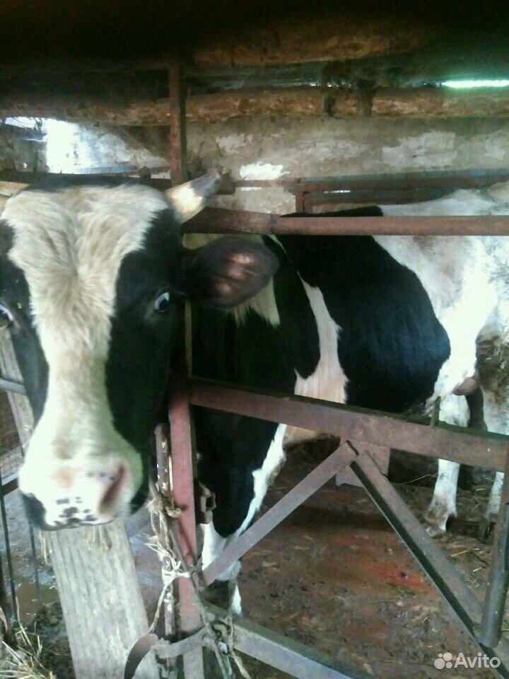 Коровы быки купить на Зозу.ру - фотография № 3