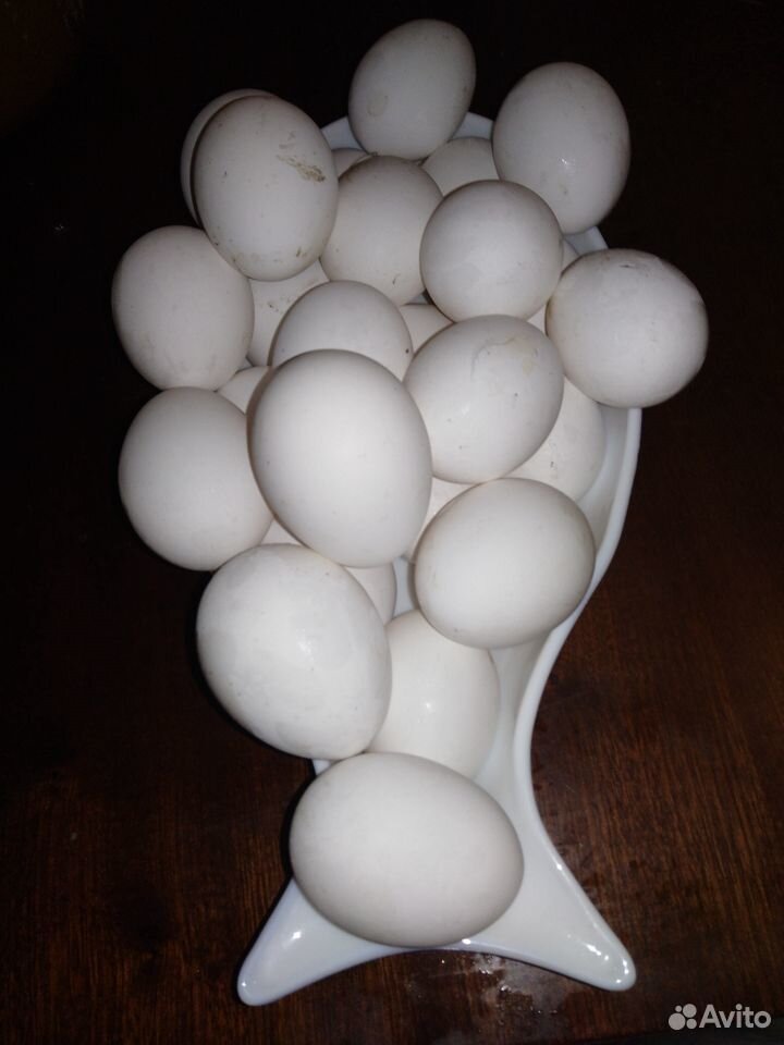 Яйца молодок купить на Зозу.ру - фотография № 1
