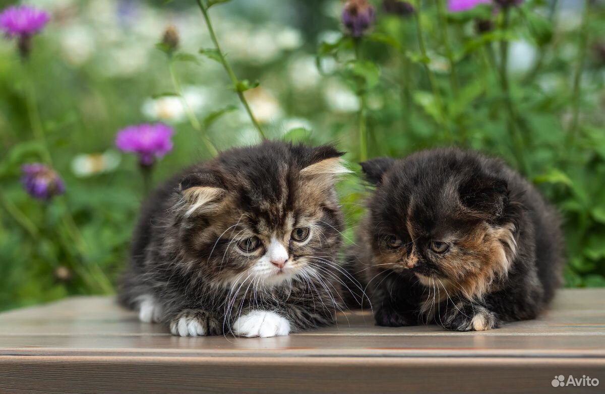 Милые котята-шотланцы купить на Зозу.ру - фотография № 4