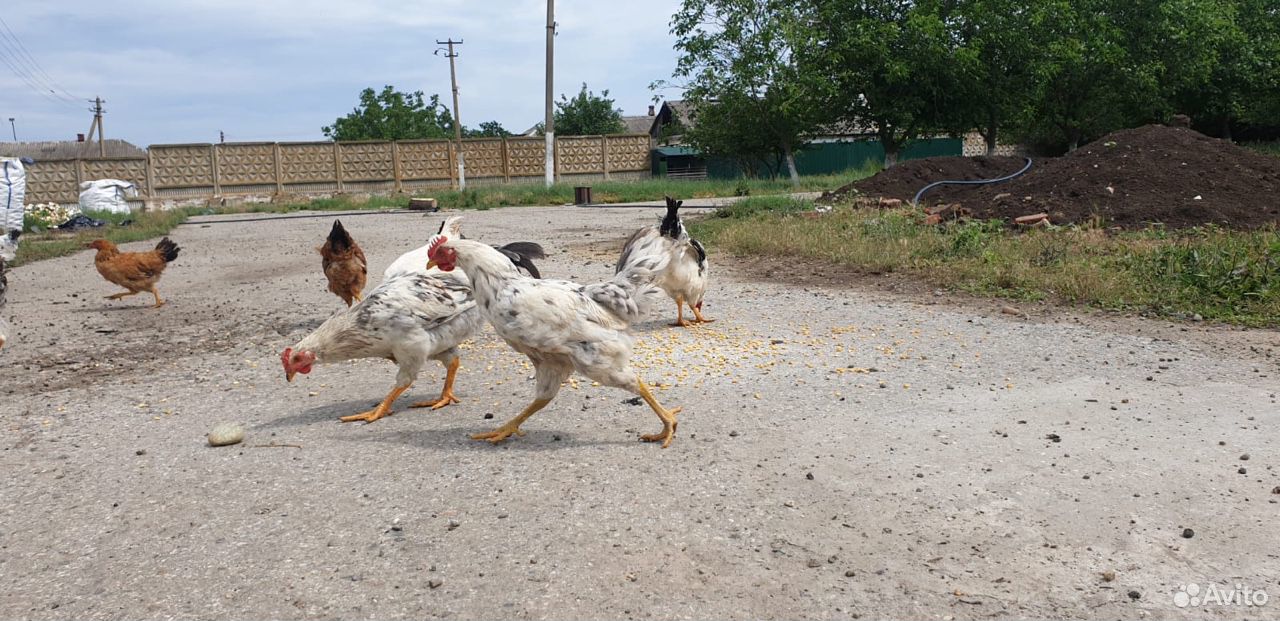 Курицы купить на Зозу.ру - фотография № 1