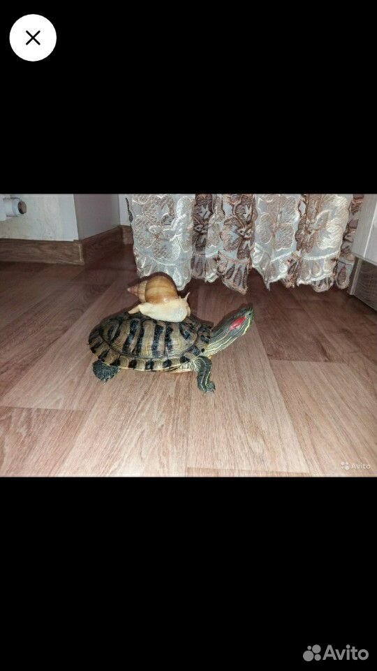 Черепаха красноухая купить на Зозу.ру - фотография № 6