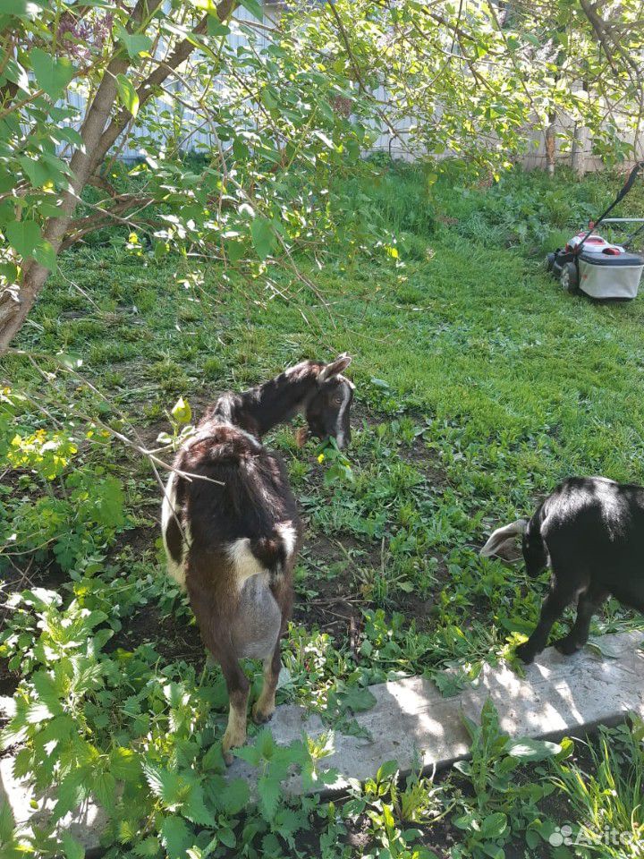 Нубийские и зааненские козы купить на Зозу.ру - фотография № 7