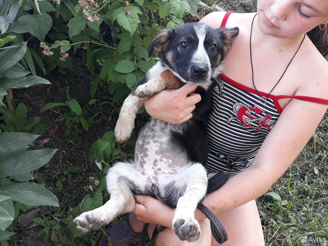 Маленький щенок Камри останется маленькой собачкой купить на Зозу.ру - фотография № 4