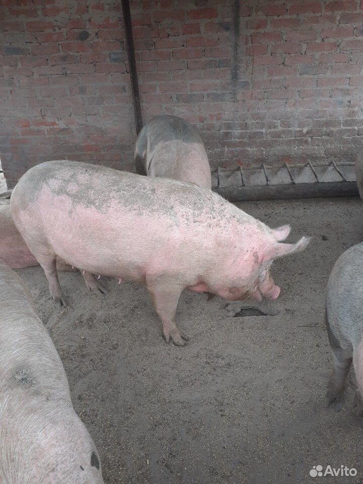 Домашние свиньи купить на Зозу.ру - фотография № 5