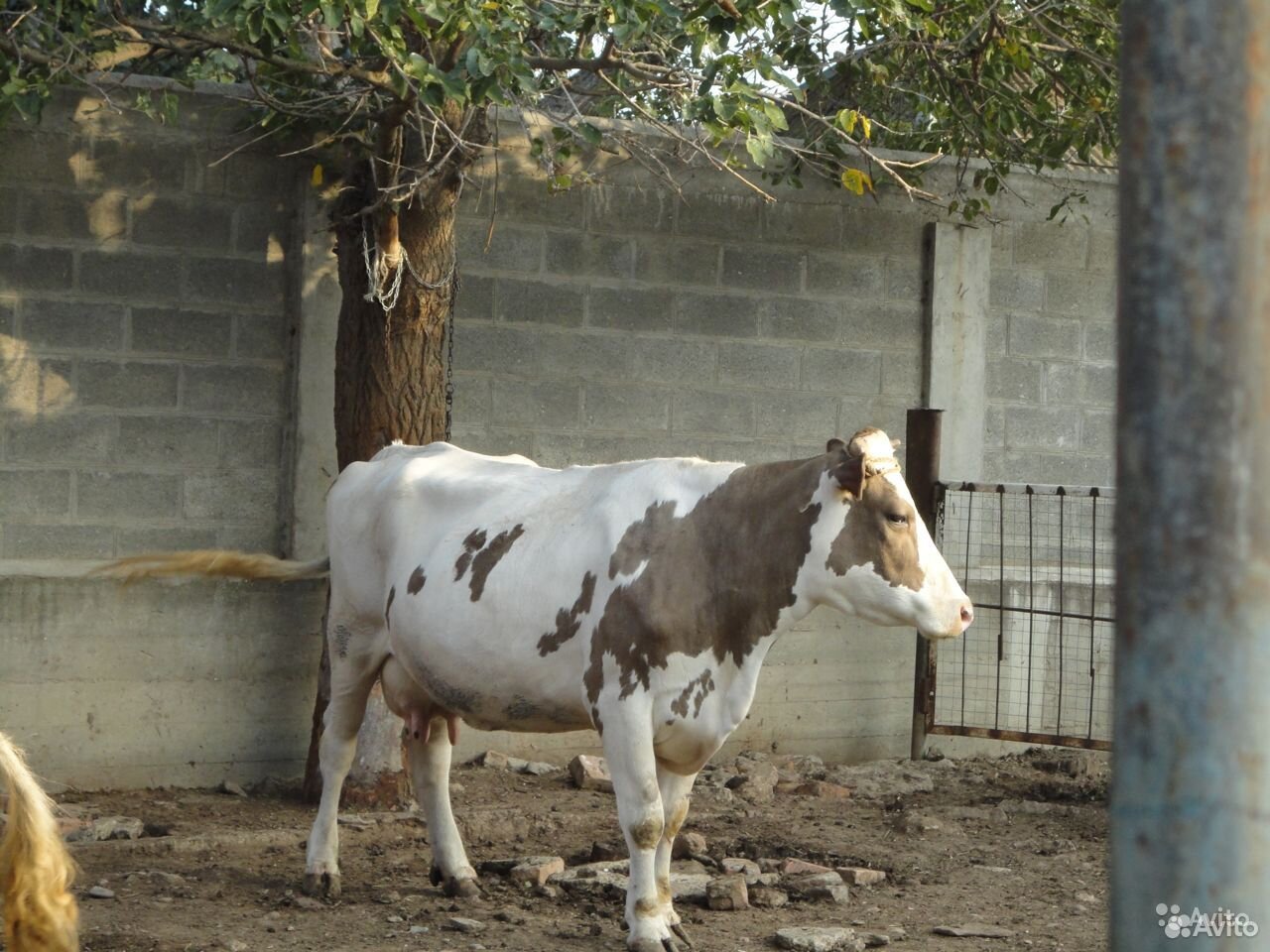 Продается породистая корова купить на Зозу.ру - фотография № 2