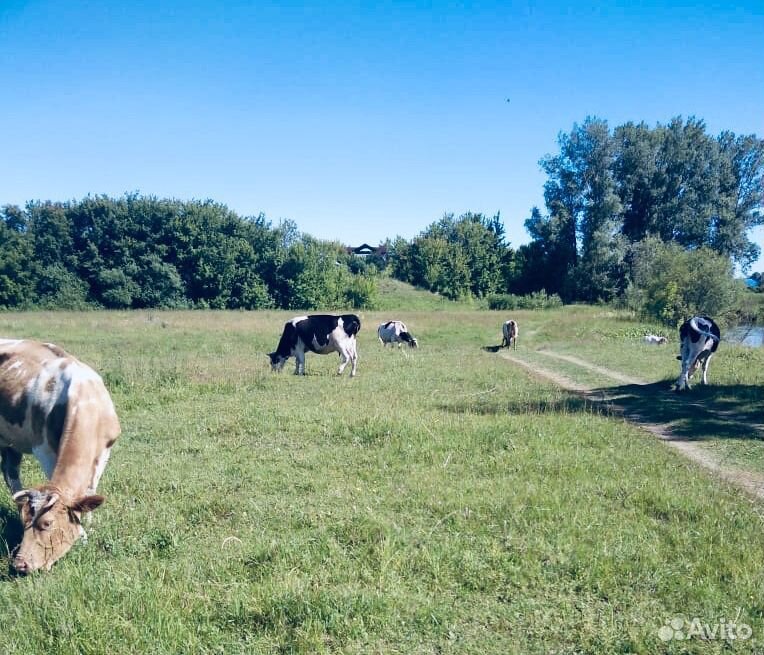Продам коров, быков, телят купить на Зозу.ру - фотография № 2
