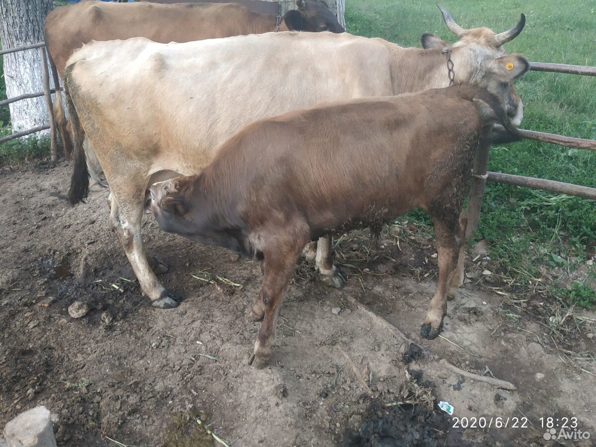 Корова с бычком купить на Зозу.ру - фотография № 10