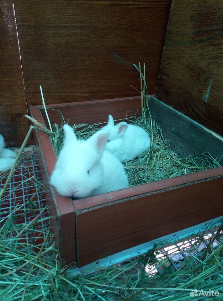 Кролики брольерных пород Нзб, клф купить на Зозу.ру - фотография № 5