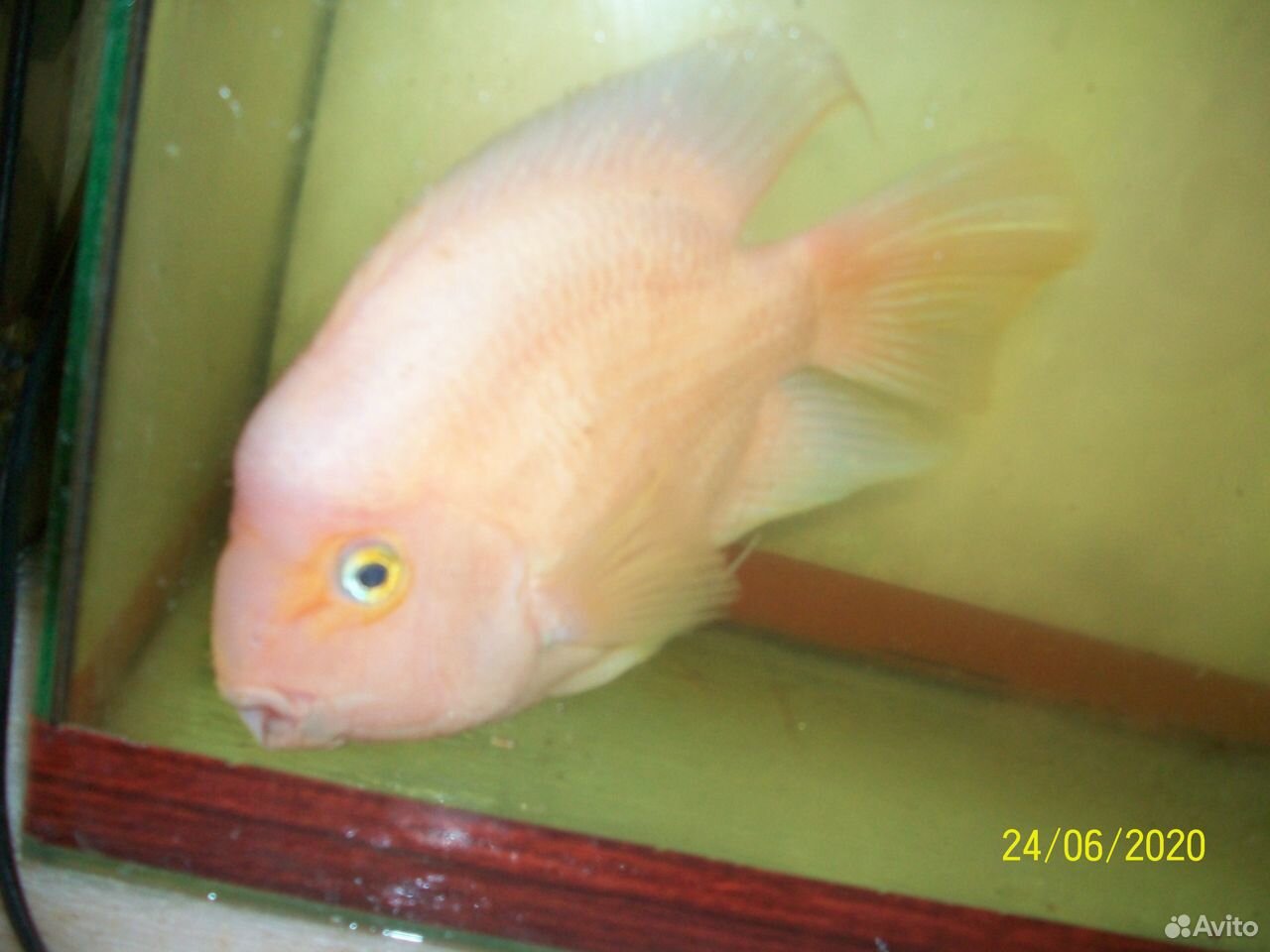 Аквариумная рыбка папугай 30 см купить на Зозу.ру - фотография № 2