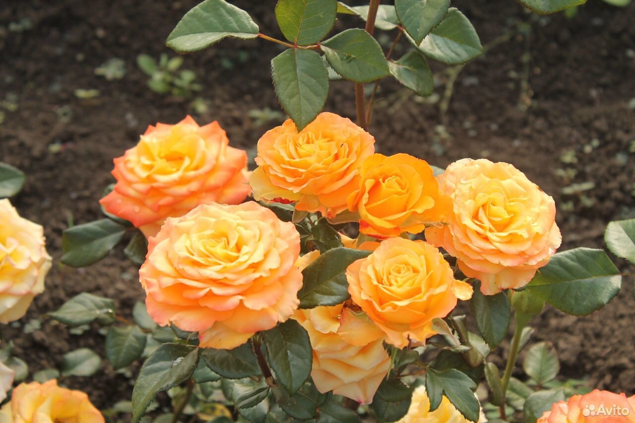 Кусты роз купить на Зозу.ру - фотография № 6