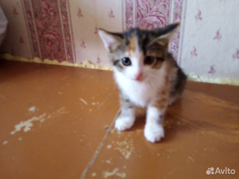 Кошка Соня игривая приучина к лотку 3 цветка купить на Зозу.ру - фотография № 3