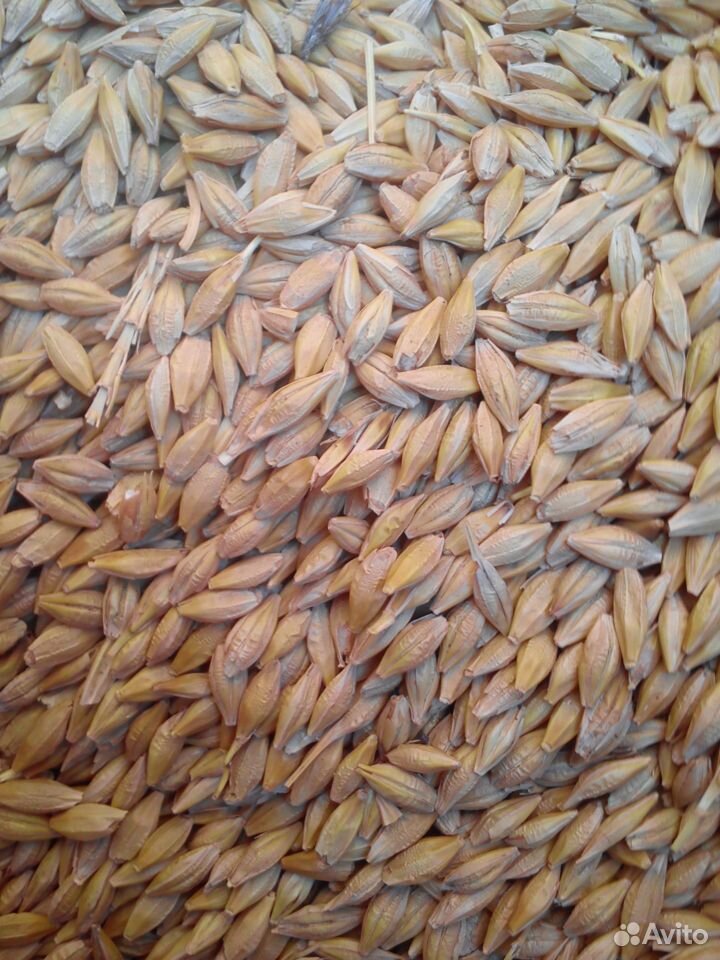 Зерносмесь (кукуруза+пшеница) купить на Зозу.ру - фотография № 2