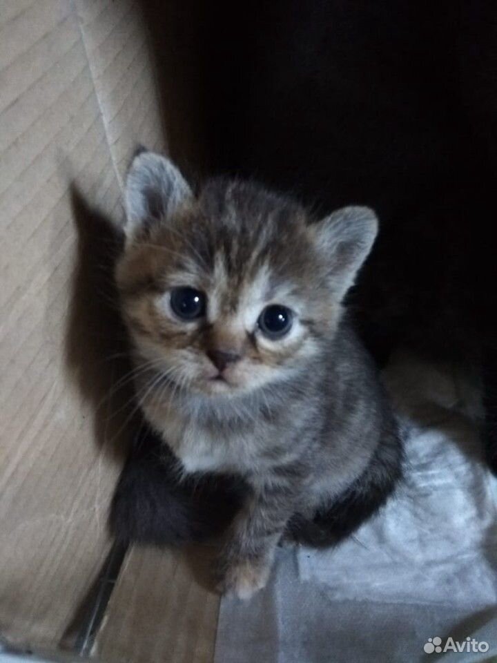 Милашки котята купить на Зозу.ру - фотография № 3