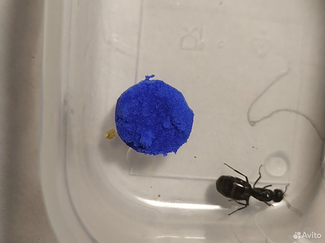 Матка муравья- -Camponotus saxatilis купить на Зозу.ру - фотография № 2