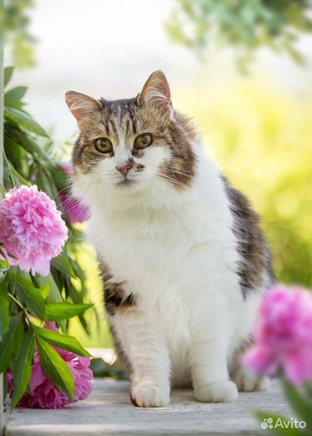 Красивая и благородная кошка купить на Зозу.ру - фотография № 5