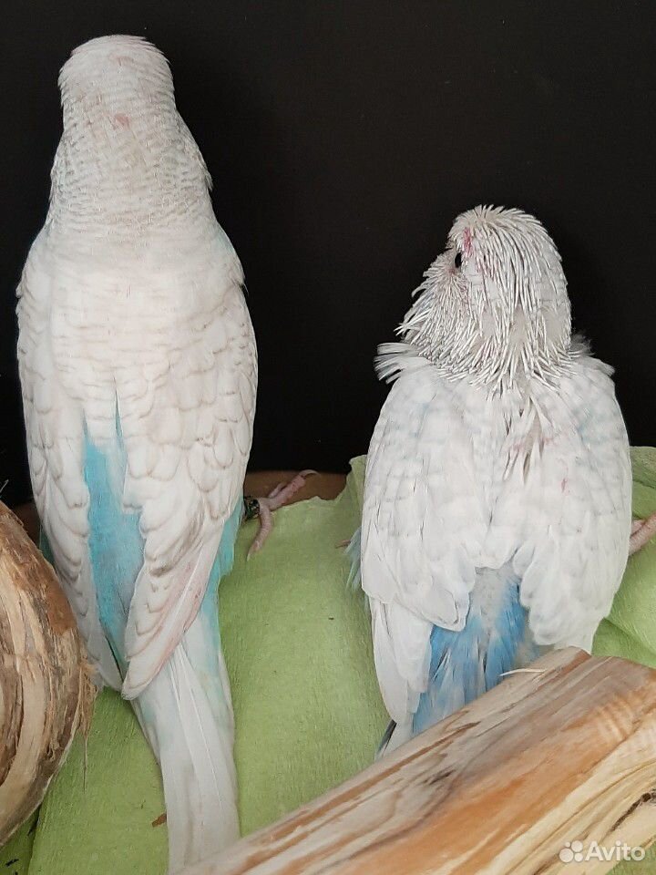 Выставочные волнистые попугаи (Чехи) купить на Зозу.ру - фотография № 5
