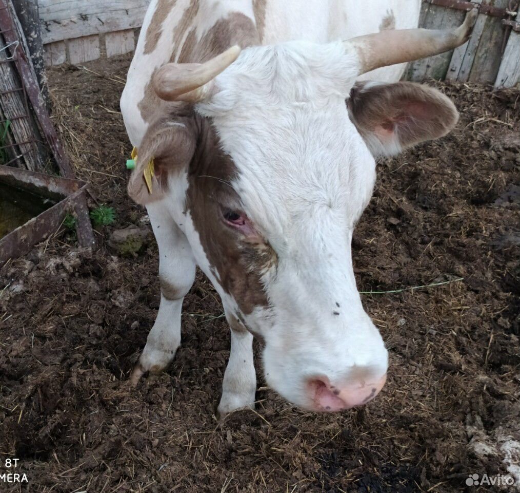 Корова, телка, теленок купить на Зозу.ру - фотография № 1