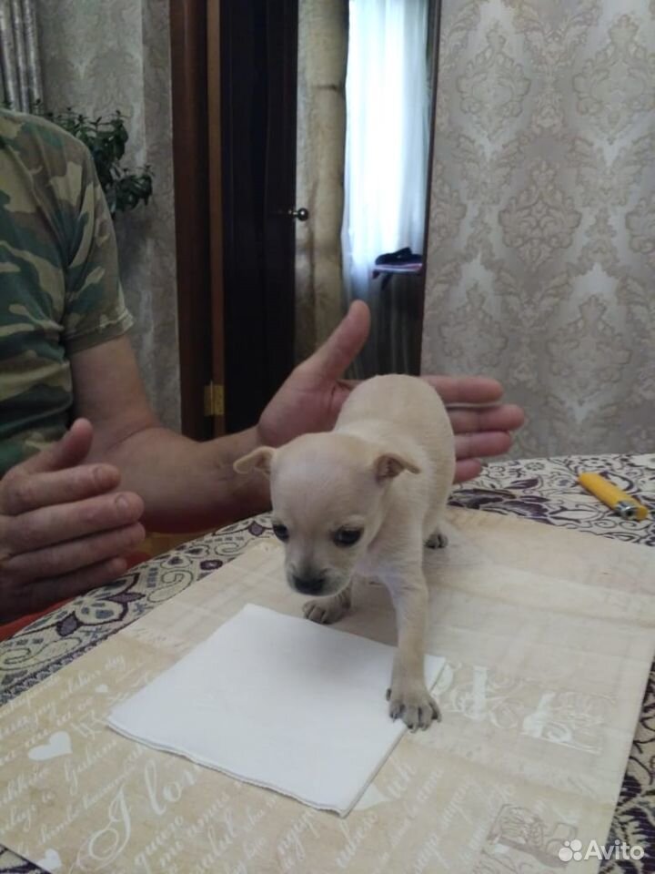 Продам щенка той-терьера купить на Зозу.ру - фотография № 1