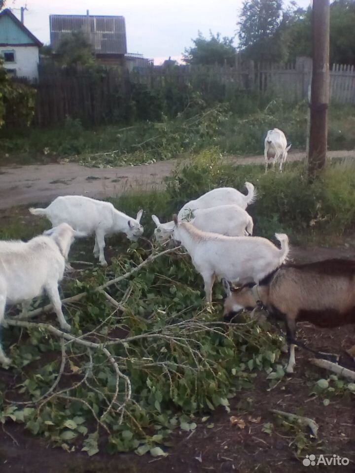 Молочные козы заанонубийской породы купить на Зозу.ру - фотография № 8