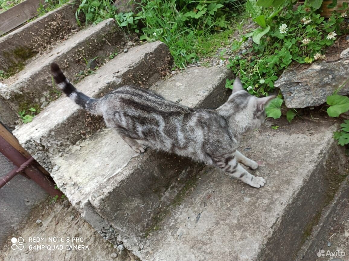 Породистая кошка купить на Зозу.ру - фотография № 2