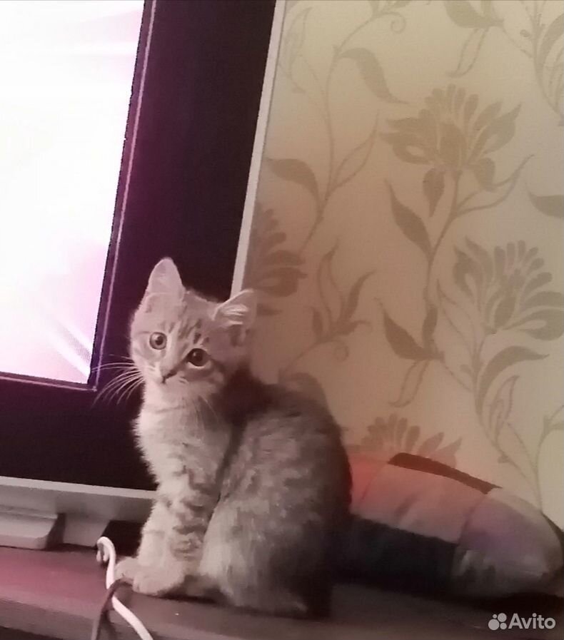 Котёнок, 3 месяца купить на Зозу.ру - фотография № 2