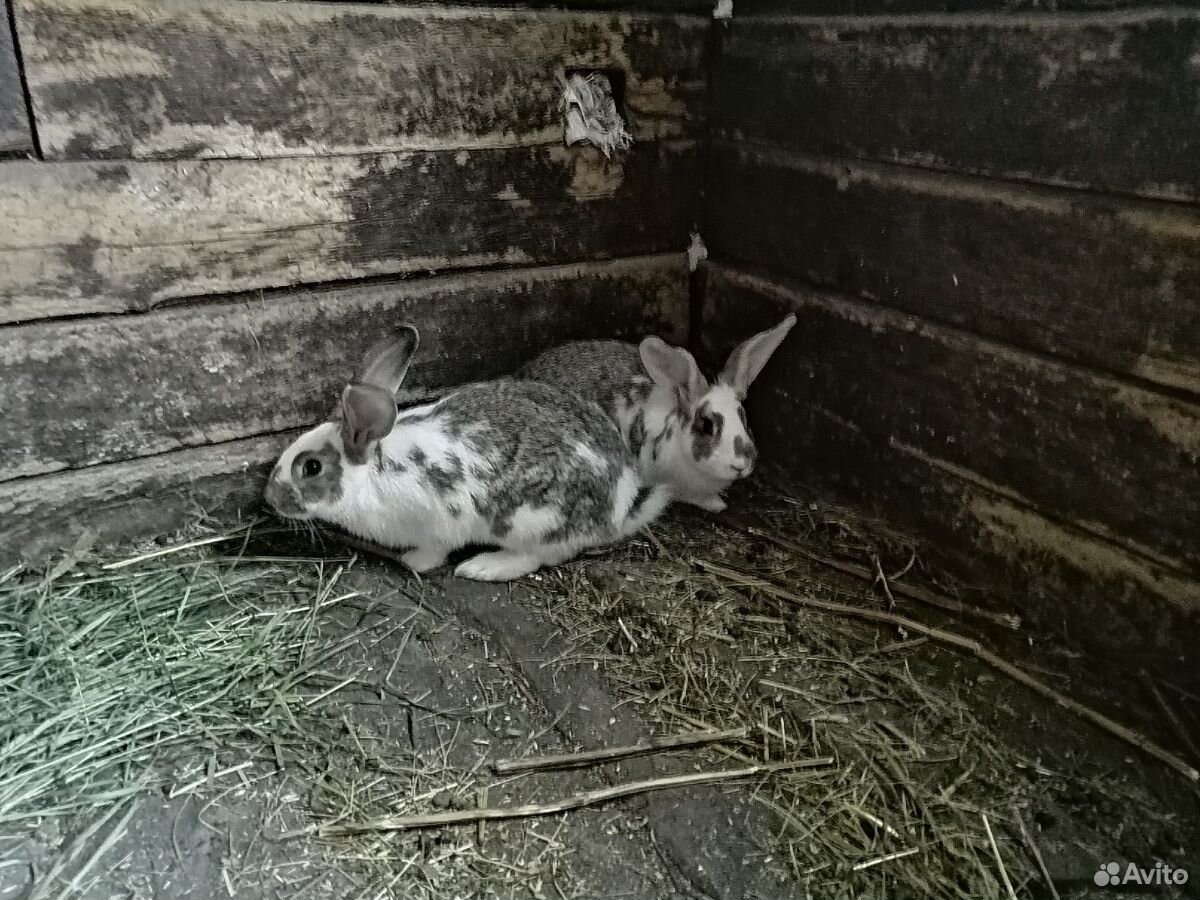 Кролики (3-4 месяца) купить на Зозу.ру - фотография № 2