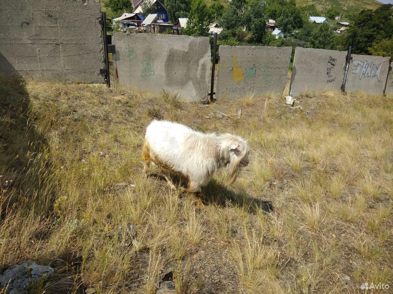 Продам дойных комолых коз и козла производителя купить на Зозу.ру - фотография № 1