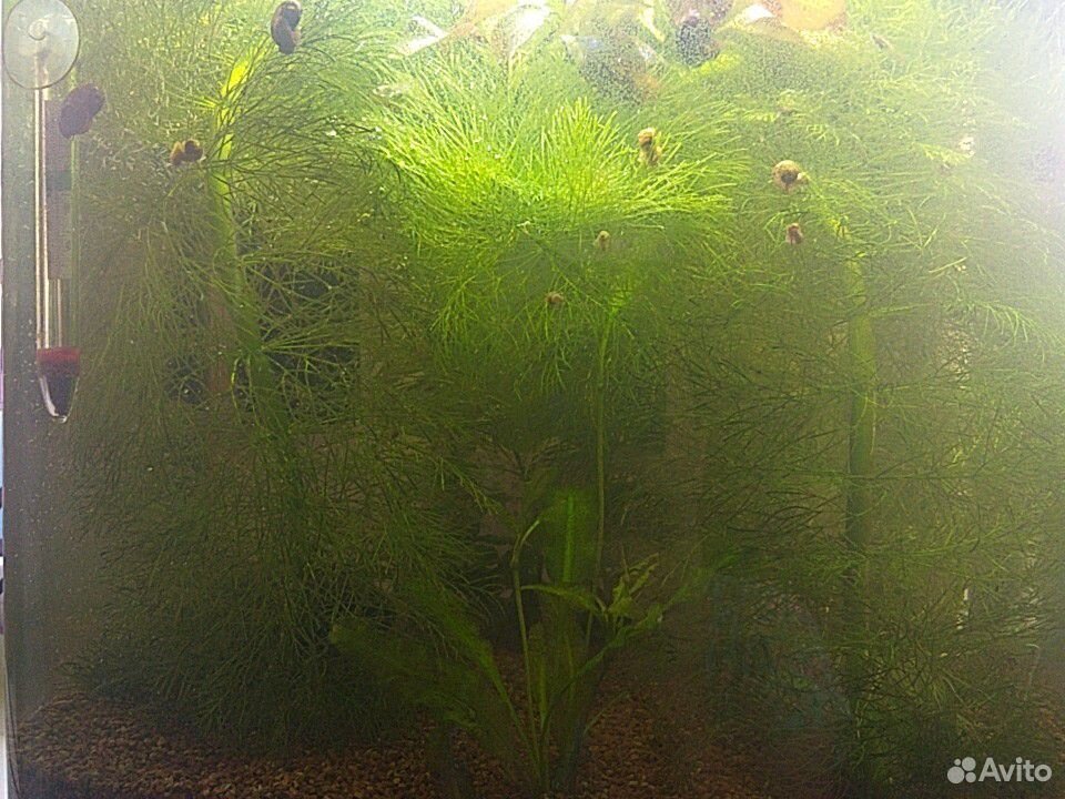 Трава для аквариума купить на Зозу.ру - фотография № 2