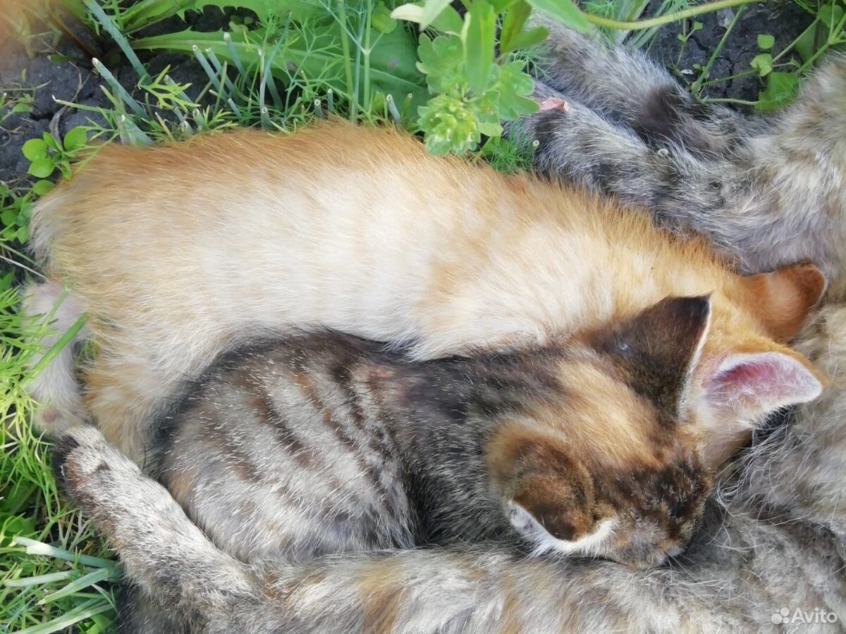 Кошка и кот купить на Зозу.ру - фотография № 1
