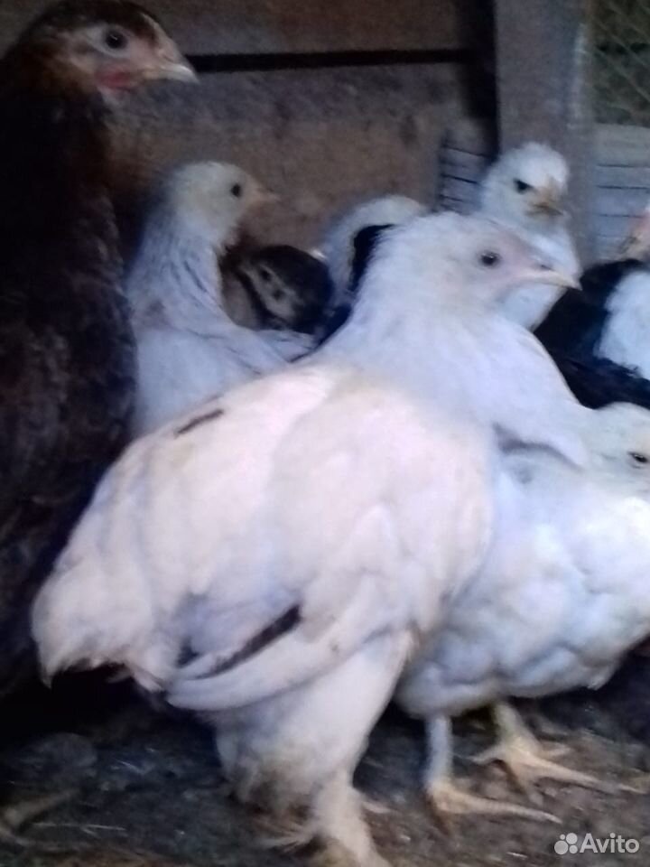 Цыплята индоутята купить на Зозу.ру - фотография № 1