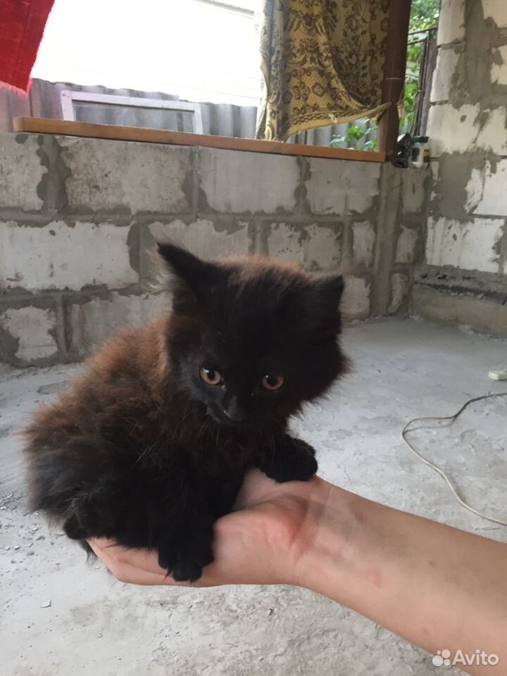 Чёрная кошка купить на Зозу.ру - фотография № 3