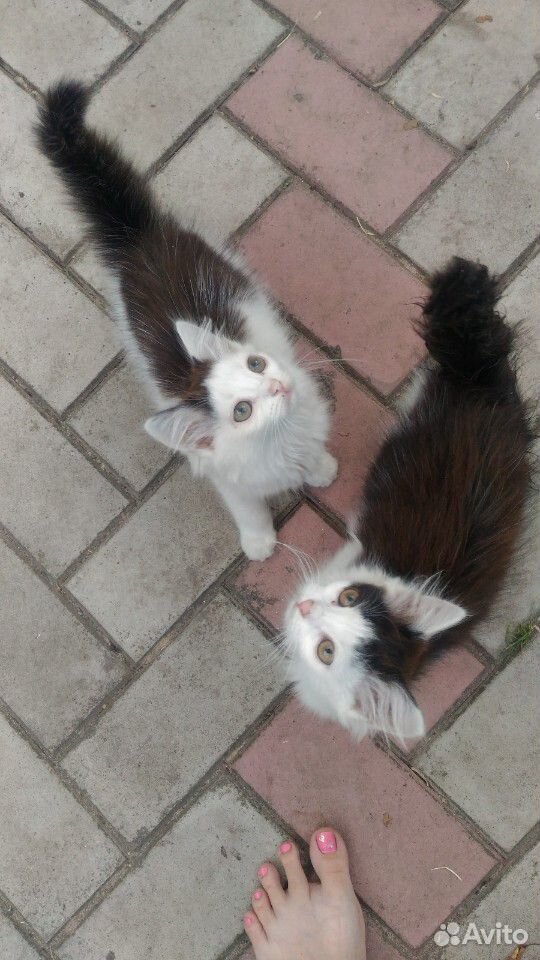 Котята девочки купить на Зозу.ру - фотография № 1