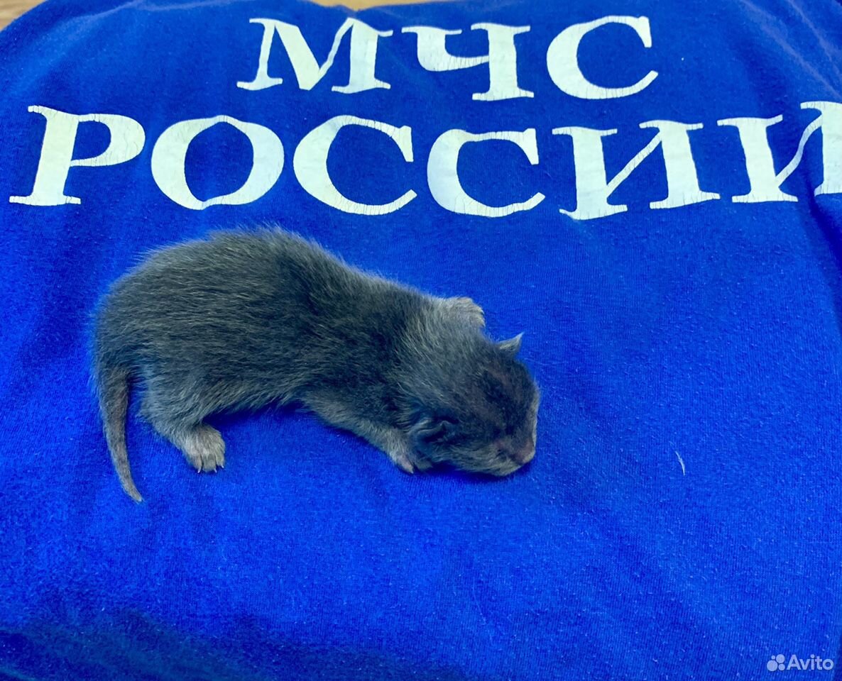 Котики - спасатели купить на Зозу.ру - фотография № 1