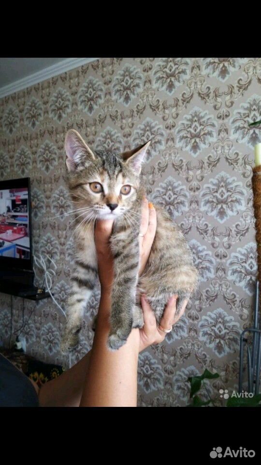 Котёнок купить на Зозу.ру - фотография № 1