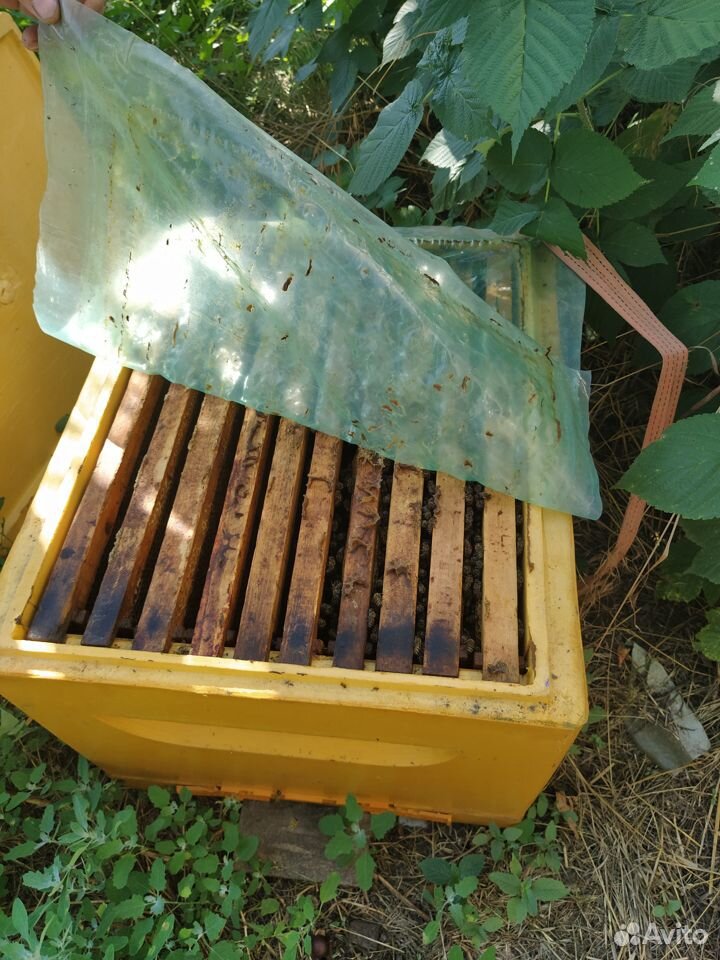 Улий с пчёлами купить на Зозу.ру - фотография № 4