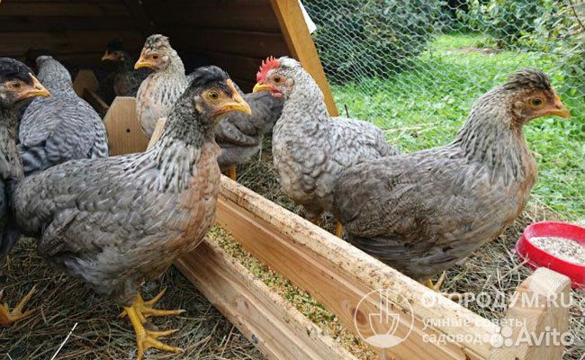 Семья легбаров,цыплята купить на Зозу.ру - фотография № 1