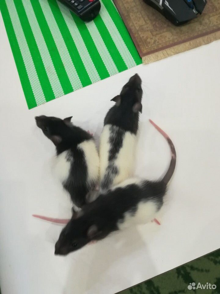 Крыса, крысята, крысы купить на Зозу.ру - фотография № 3