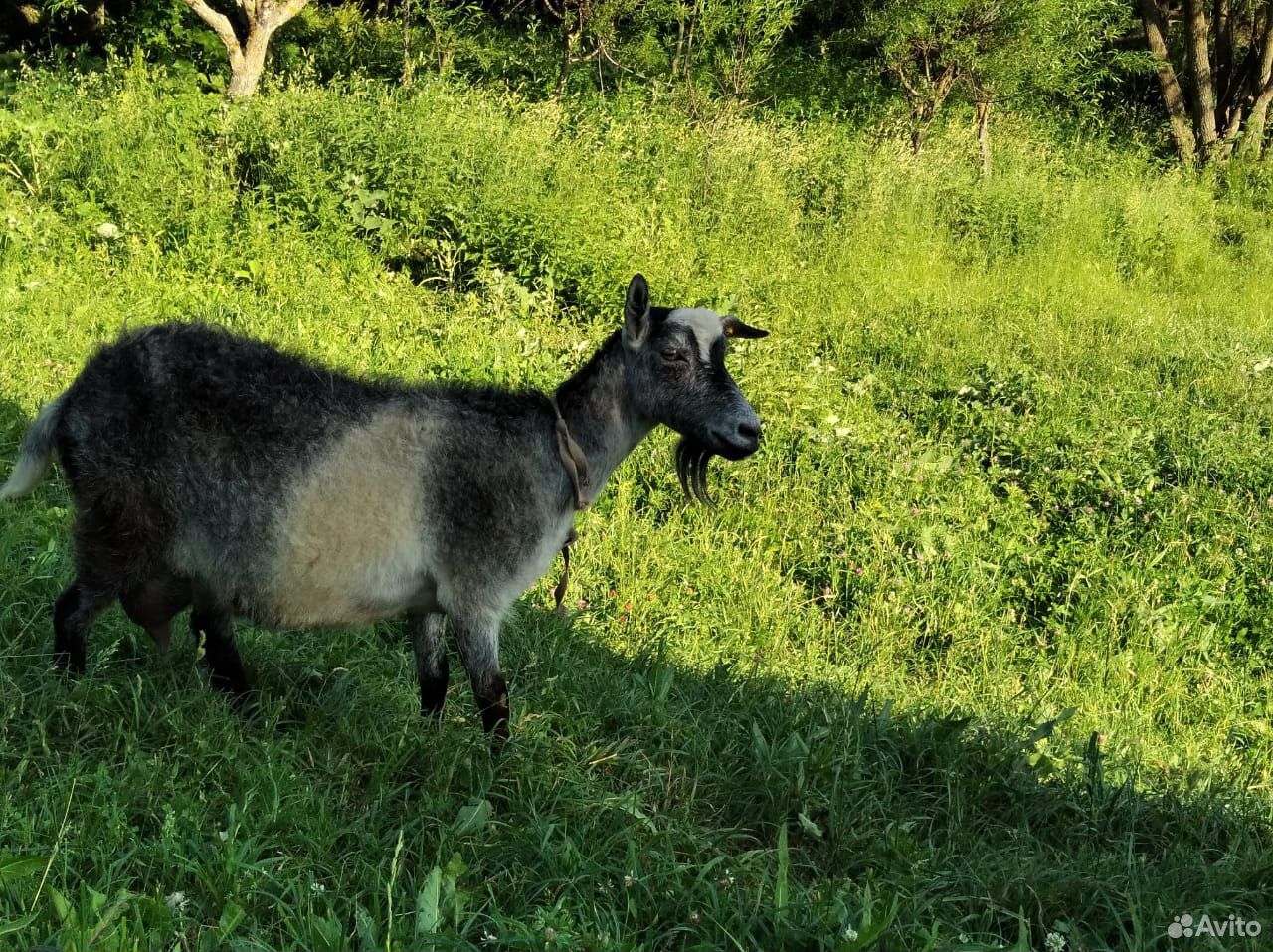 Продается коза вторым окотом с козлятами купить на Зозу.ру - фотография № 4