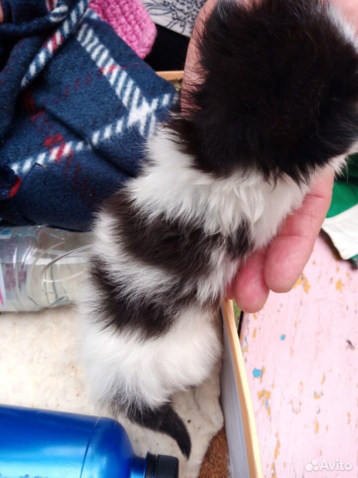 Черно- белый котенок,2 недели купить на Зозу.ру - фотография № 6